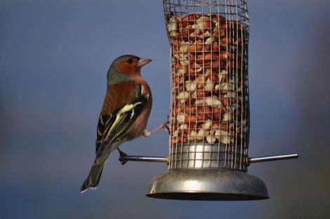 Chaffinch on a peanut feeder